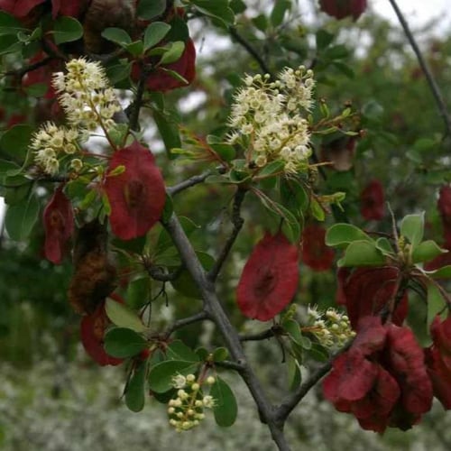 بذور شجرة القاع ( Terminalia prunioides )