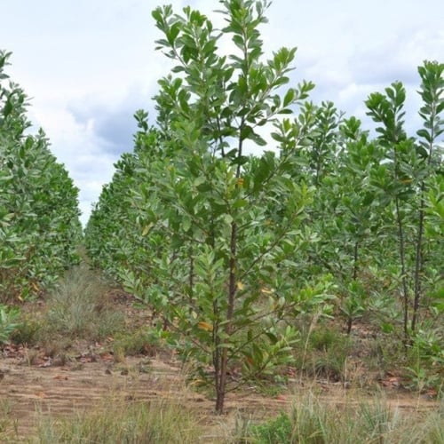 بذور شجرة طلح - أكاسيا مانقيوم‬ ( acacia mangium )