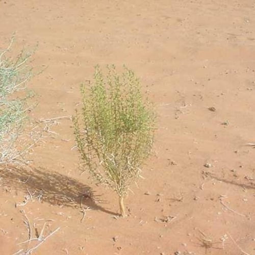 بذور عشبة العاذر - شيح الحصى ( Artemisia monosperm...