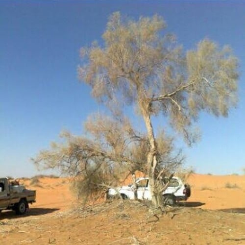 بذور شجيرة الغضا ( Haloxylon ammodendron )