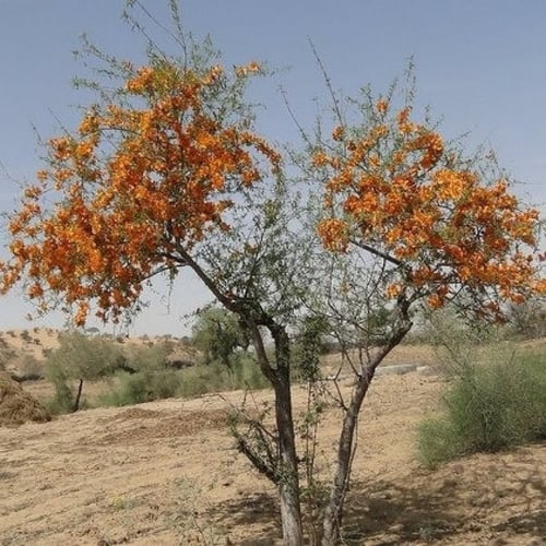 بذور شجرة الفرفارة ( Tecomella undulata )