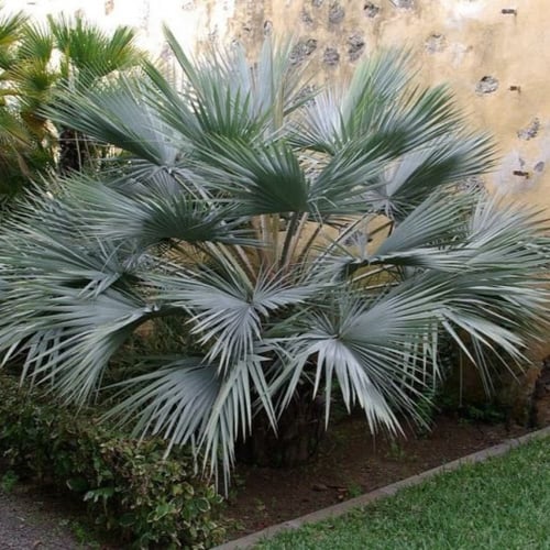 بذور نخيل براهيا ( Brahea armata )