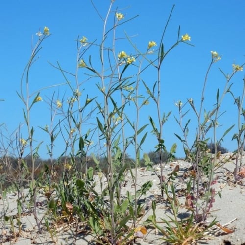 بذور عشبة السمارة - الحويرة ( Sisymbrium orientale...