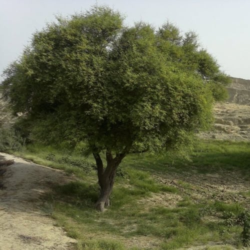 بذور قرض الحجاز ( Acacia etbaica )