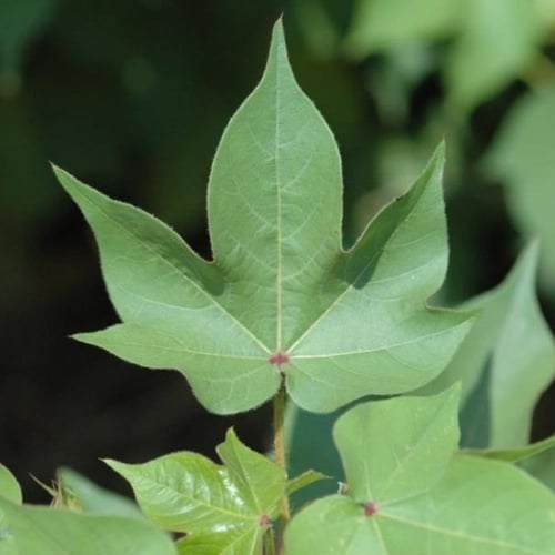 بذور شجيرة القطن المكسيكي ( Gossypium hirsutum )