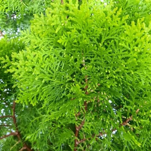 بذور شجيرة الثويا - التويا ( Platycladus orientali...