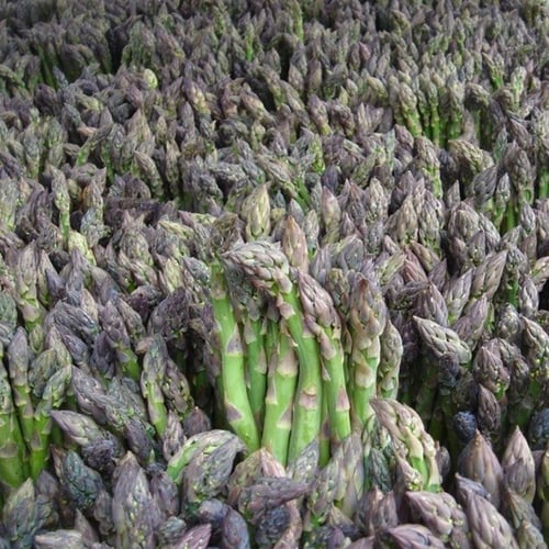 بذور نبات الهليون ( Asparagus officinalis )