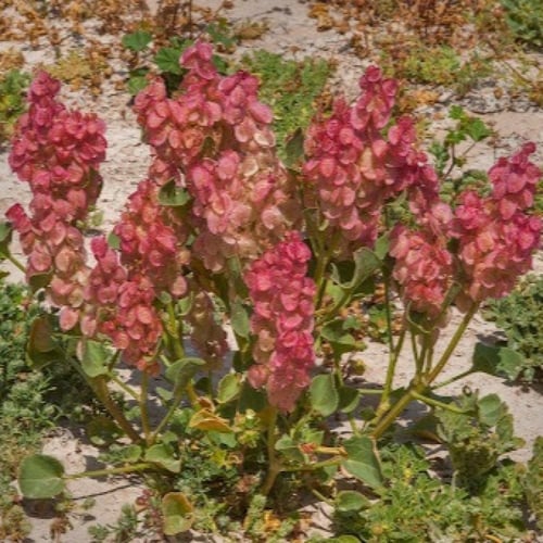 بذور شجيرة الحميض ( Rumex vesicarius )