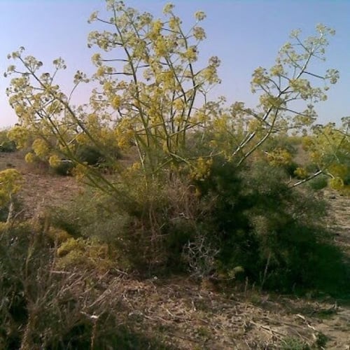 بذور الشمر البري ( Foeniculum vulgare )