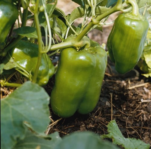 بذور فلفل رومي أخضر طويل ( Capsicum annuum )