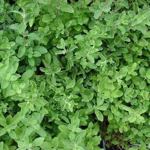 ‫بذور البردقوش الحلو - الوزاب - ‬الدوش ( Origanum...