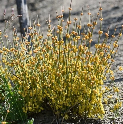 بذور عشبة العلندى - العدام الأصفر ( Ephedra transi...