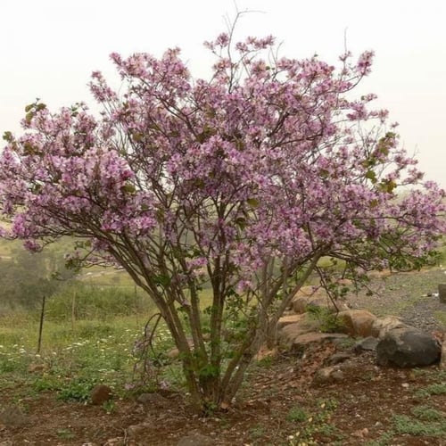 بذور شجرة البوهينيا - خف ‫الجمل ( Bauhinia variega...