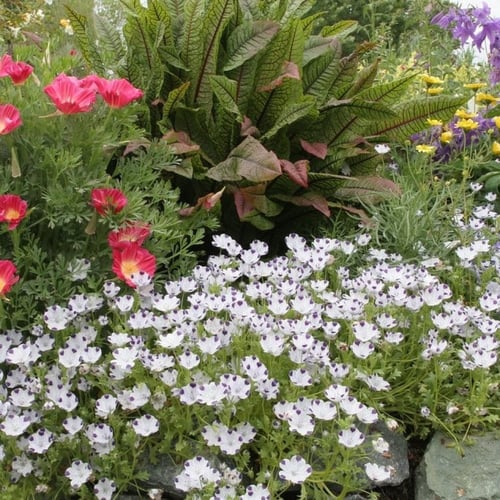 بذور زهرة البقع الخمس ( Nemophila maculata )
