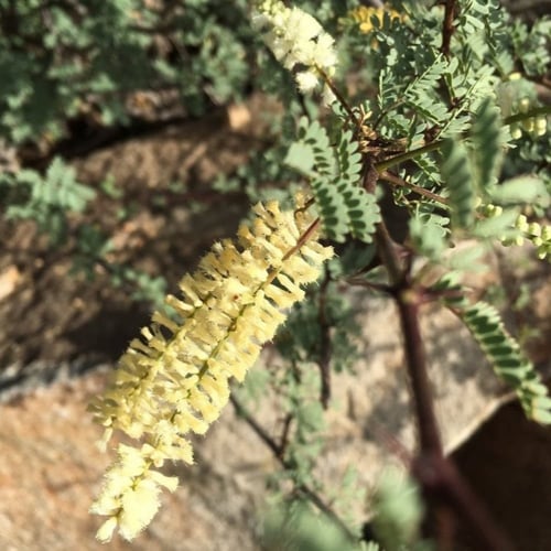 بذور شجرة طلح الضهيان - العسق ( Acacia asak )