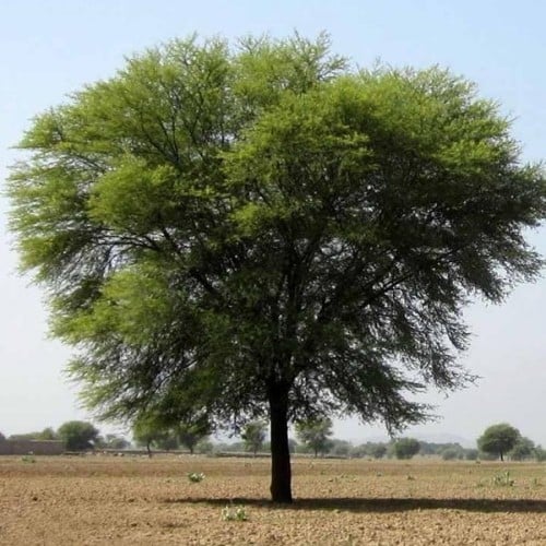 بذور قرض الحجاز ( Acacia etbaica )