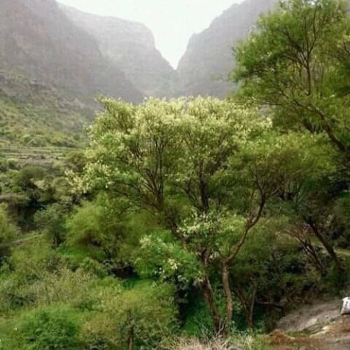 بذور شجرة طلح الضهيان - العسق ( Acacia asak )