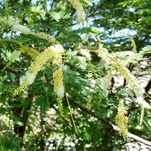 بذور شجرة طلح الضهيان - العسق ( Acacia asak )