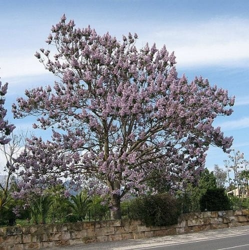 بذور شجرة باولونيا الاميرة ( Paulownia tomentosa )