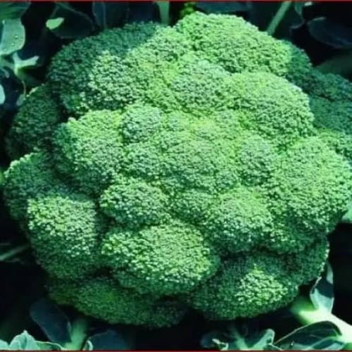 بذور بروكلي أخضر ( Brassica oleracea var. italica...