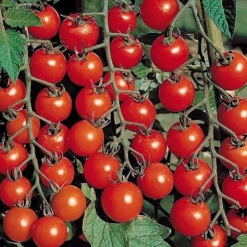 بذور طماطم كرزي - شيري أحمر ( Solanum lycopersicum...