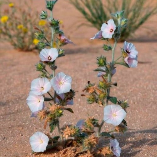 بذور عشبة الرخامى ( Convolvulus buschiricus )
