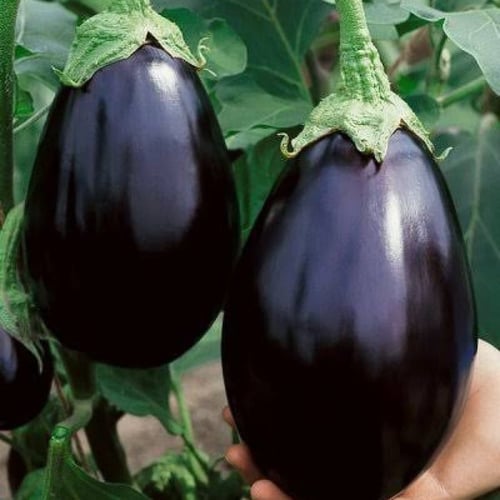بذور الباذنجان الأسود الكروي ( Solanum melongena )