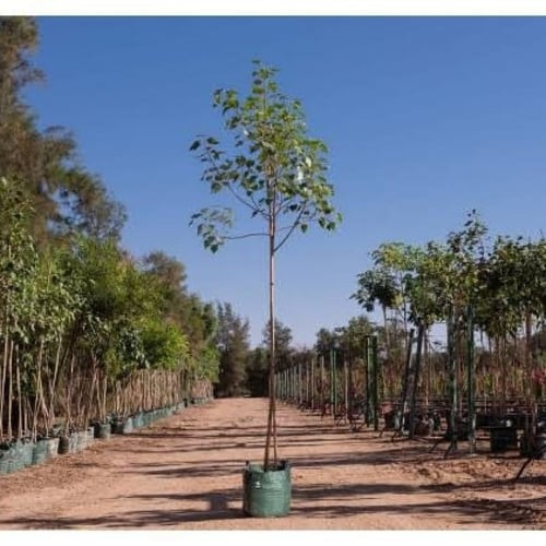 بذور شجرة فيكس لسان العصفور ( Ficus religiosa )