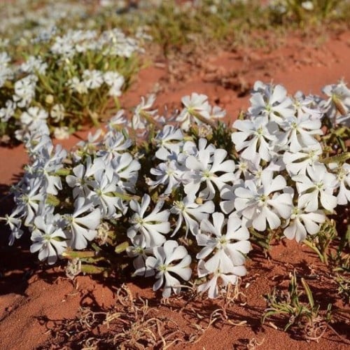 بذور عشبة تربة النفود ( silene villosa )