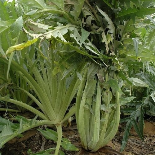 بذور الخرشوف الشوكي ( cynara cardunculus )