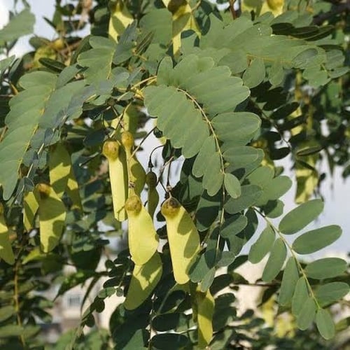 ‫بذور الجاكرندا الصفراء - ابو المكارم‬ ( Tipuana t...