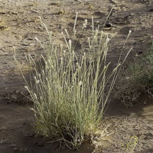 بذور عشبة الضعه ( Lasiurus scindicus )