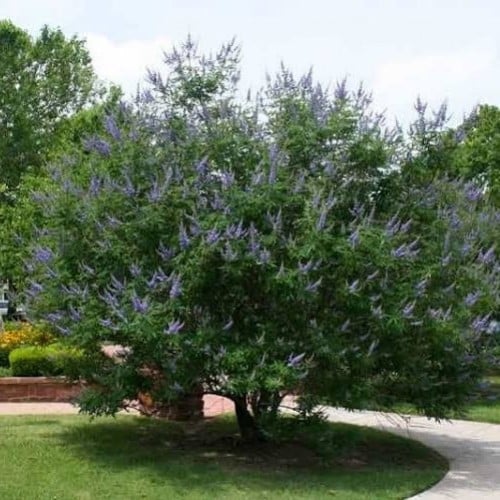 بذور شجيرة كف‬ مريم