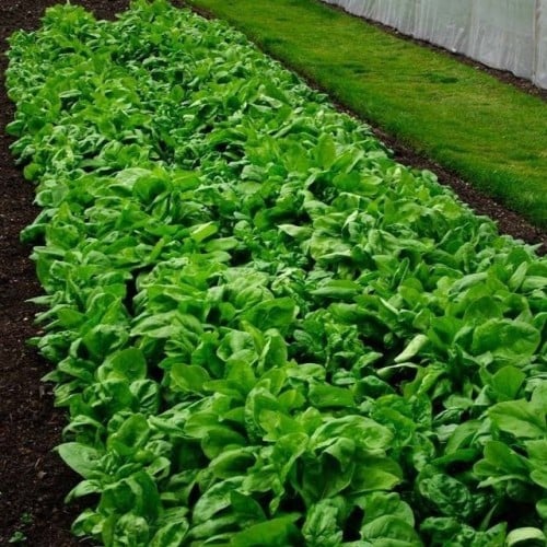 بذور نبتة السبانخ ( Spinacia oleracea )