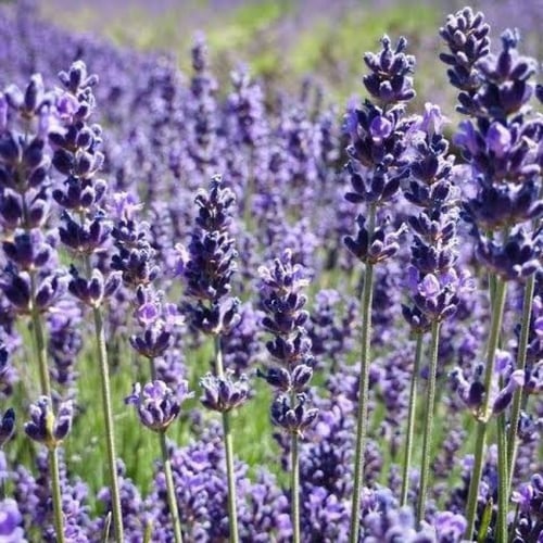 بذور زهرة اللافندر ( Lavandula )