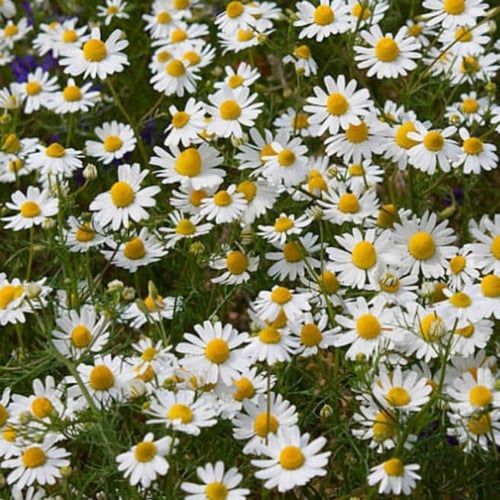 بذور زهرة البابونج ( Matricaria chamomilla )