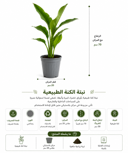 نبتة الكنة