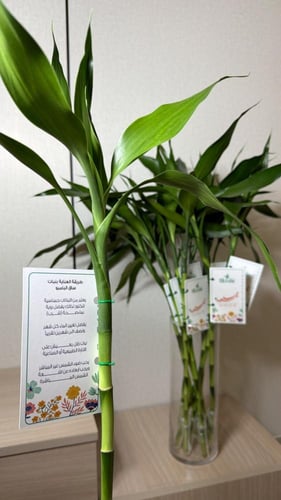 بامبو+كرت معايده