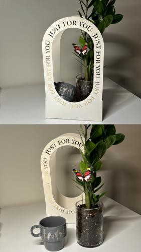 زاميا+كوب+سله+فراشه