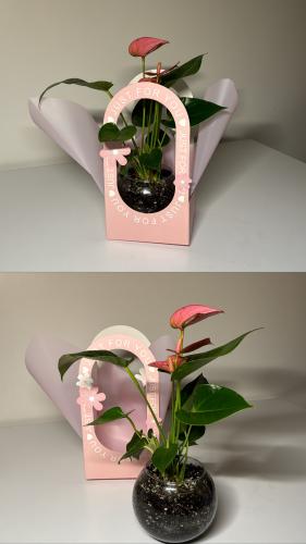 انتوريوم+سله