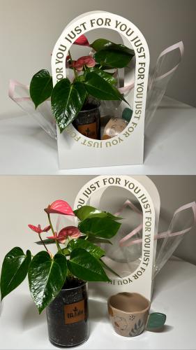 انتوريوم+كوب+سله