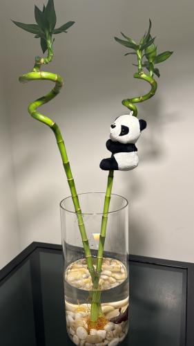 ساقين بامبو حلزوني+ فازه