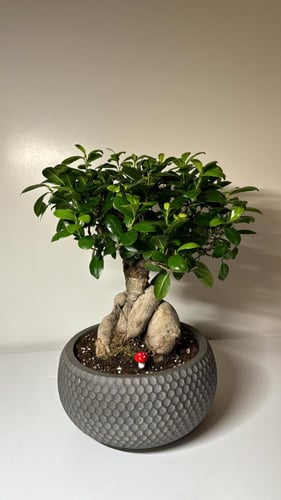 بونساي كبير+مركن فايبر