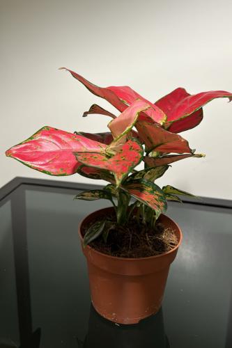 اجلونيما وردي صغير