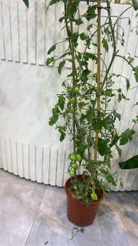 شتلات طماط كبير