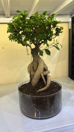 فيكس بونساي+فازه زجاج