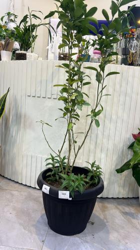 مركن لون اسود+ليمون ابوزهيره مثمر+حبق