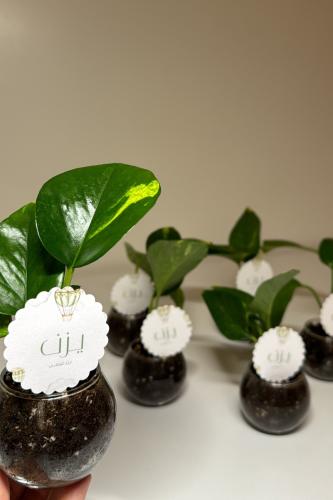 بوتس+فازه+كرت