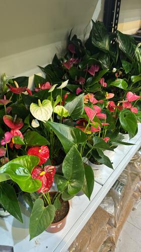 انثوريوم كبير