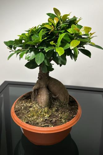 فيكس بونساي صغير